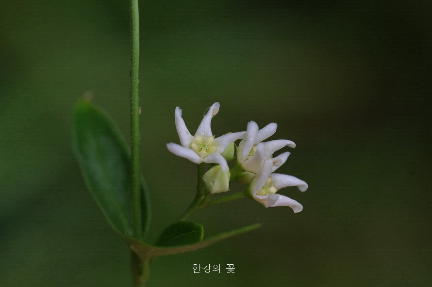 민백미꽃