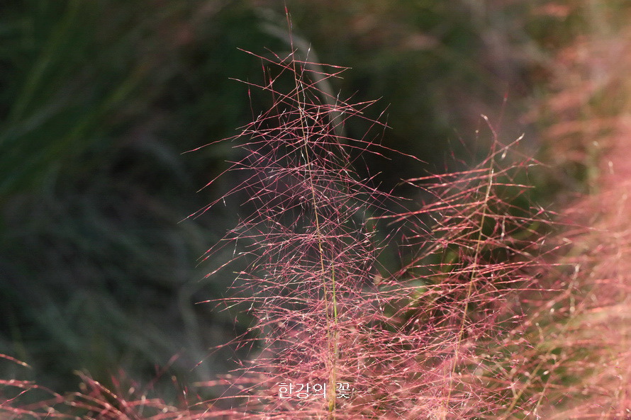 핑크 뮬리 그라스(Pink Muhly Grass)