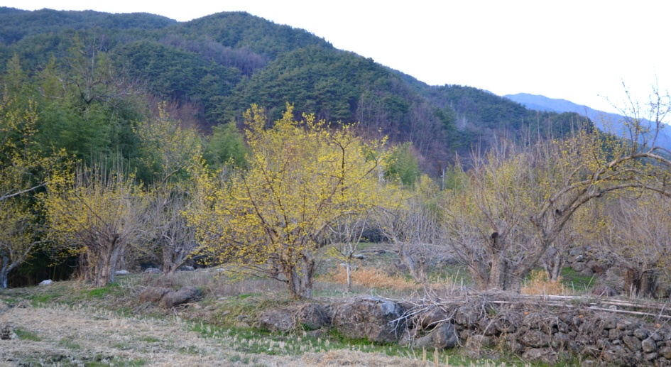 노란 산수유꽃  