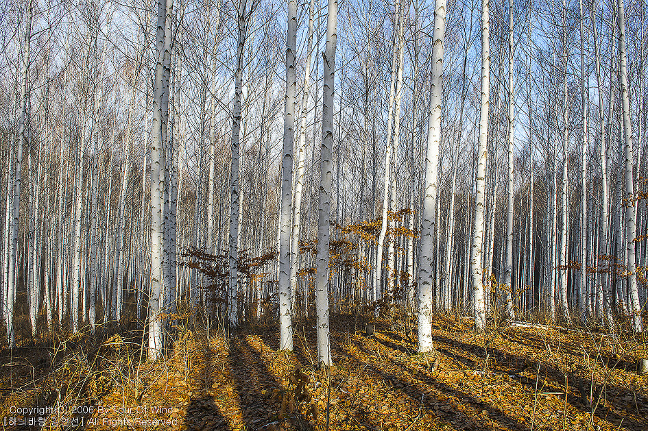 안개 속에 길을 잃다-원대리 자작나무