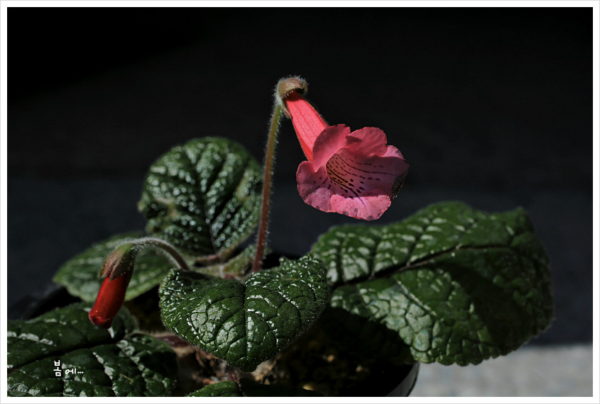 [다육] 단애의여왕, 철갑환