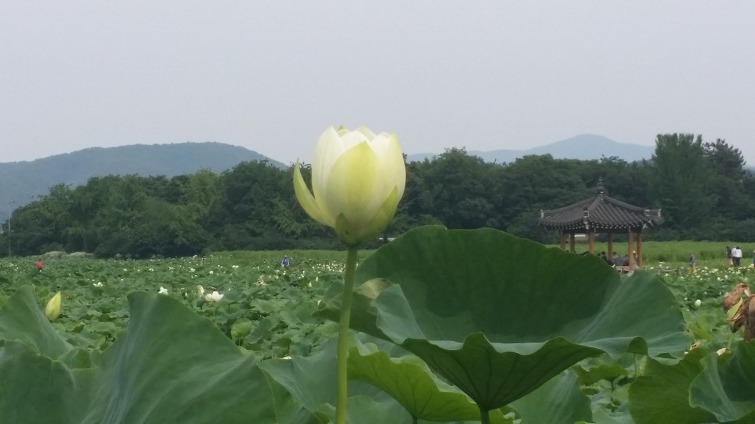 초로(草露)같은 인생인것을 ......