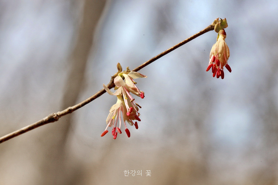 청계산 야생화탐사