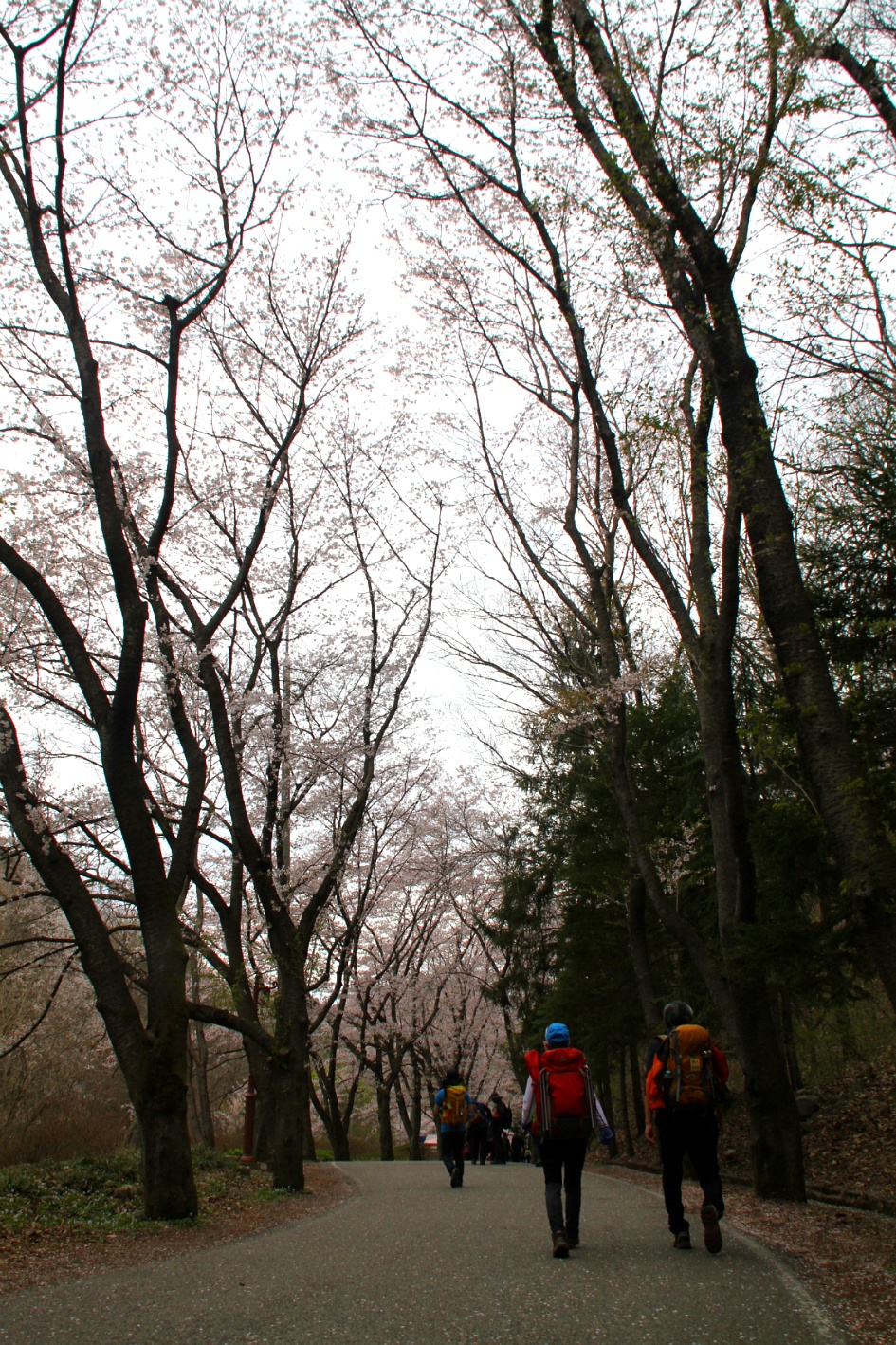진안 마이산(암마이봉) 벚꽃산행 / 20180413(금)