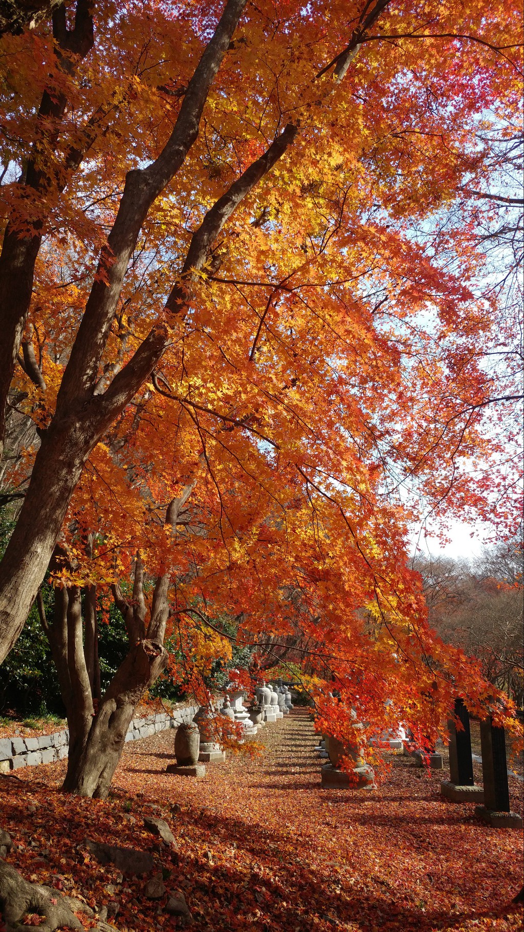 내장산