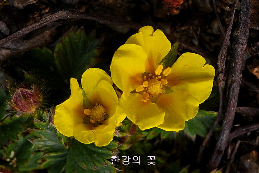 제주양지꽃(제주소시랑개비) 