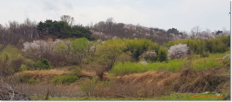 유화처럼 아름다운 봄풍경 ,,,