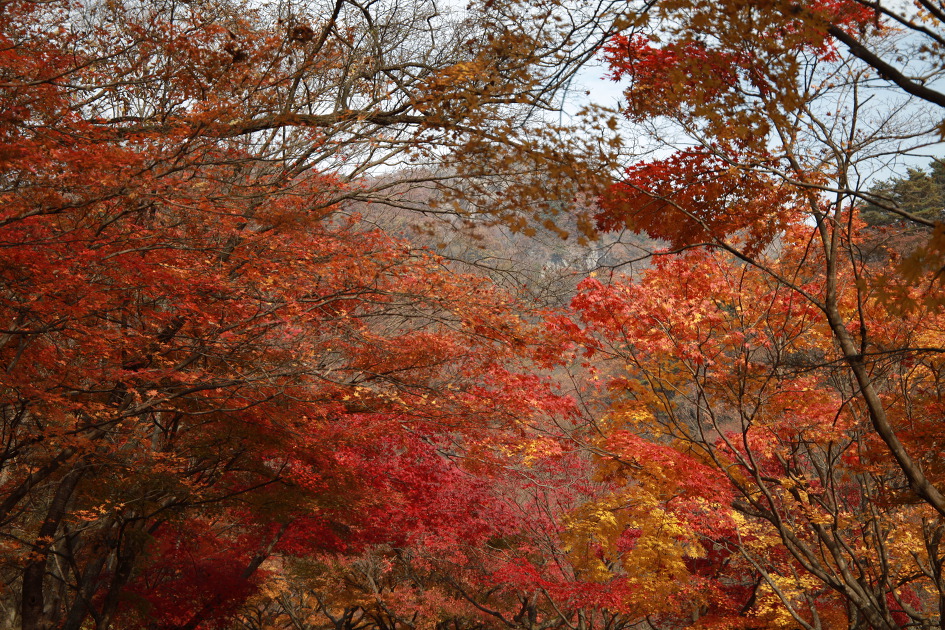 내차로,열흘간 시간여행,11일째(여수,내장산단풍)