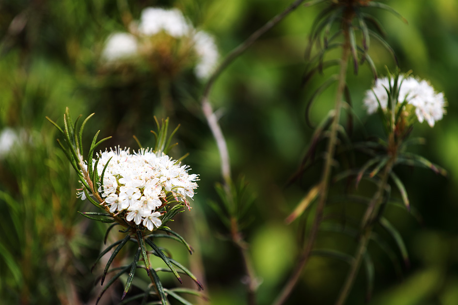 [좁은백산차·애기백산차·가는잎백산차] 좁은백산차 꽃은 줄기나 가지 끝에서 산방꽃차례로 달리며, 잎과 꽃으로 차와 향료를 뽑는다 / 토함