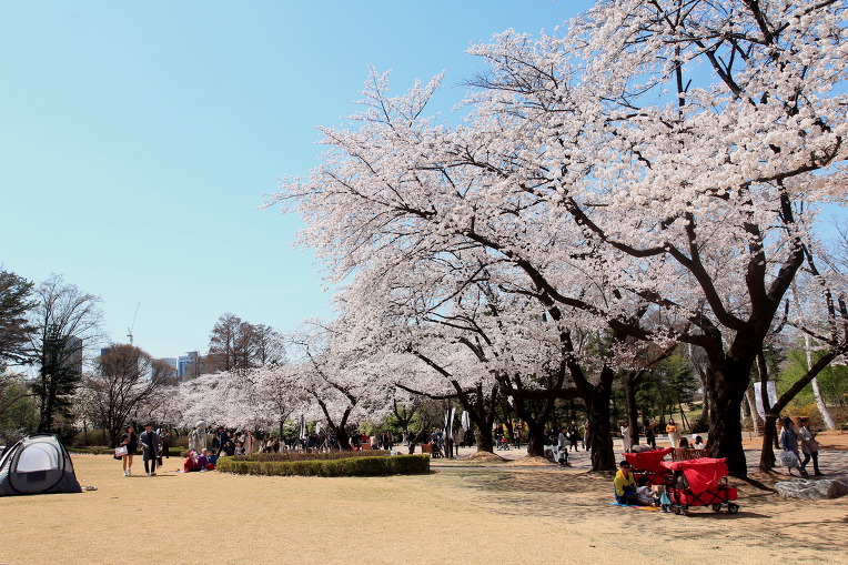 * 서울 어린이대공원 벚꽃 축제
